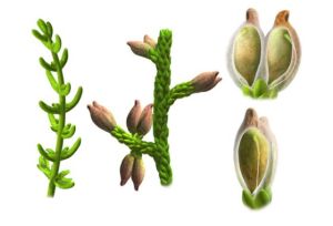 Esta recreación muestra los tallos de la 'Montsechia', a la derecha y un detalle de sus hojas y semillas, a la izquierda.